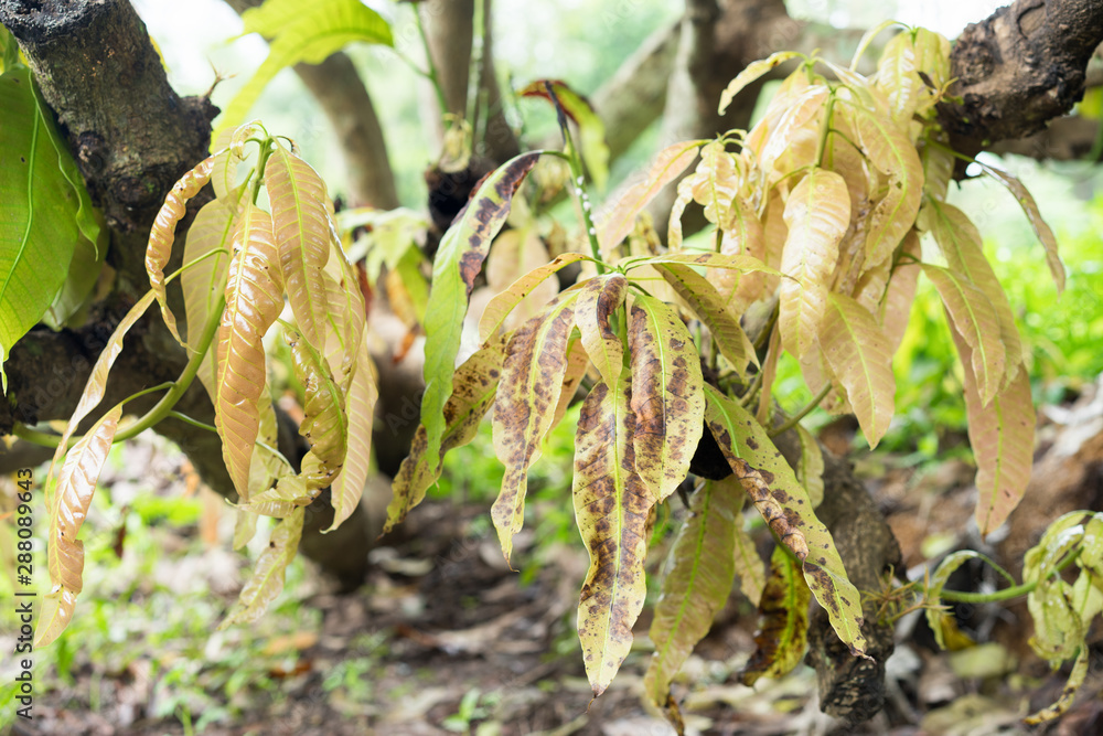 beautiful nature, Young leaf of mango fruit, Dark spots on foliage, leaf spot disease. Stock