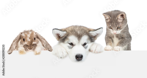Cat,dog and rabbit above empty white banner lookning down. isolated on white background. Empty space for text