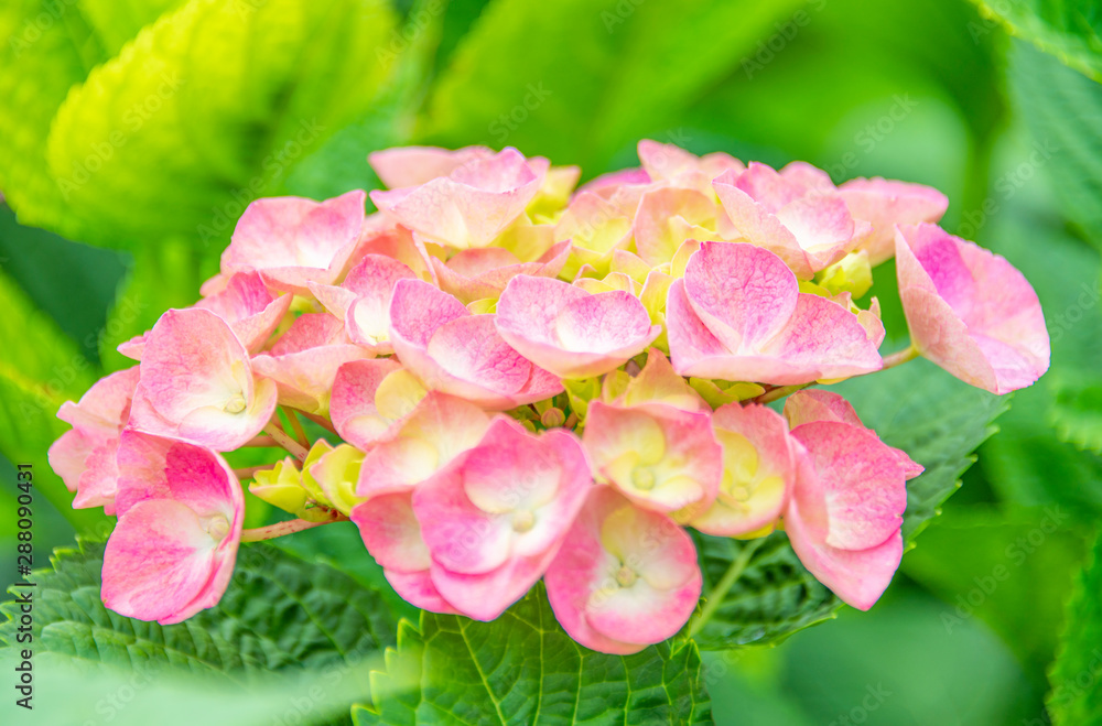 Close-up of colorful hydrangeas in the garden Close-up of colorful hydrangeas in the garden
