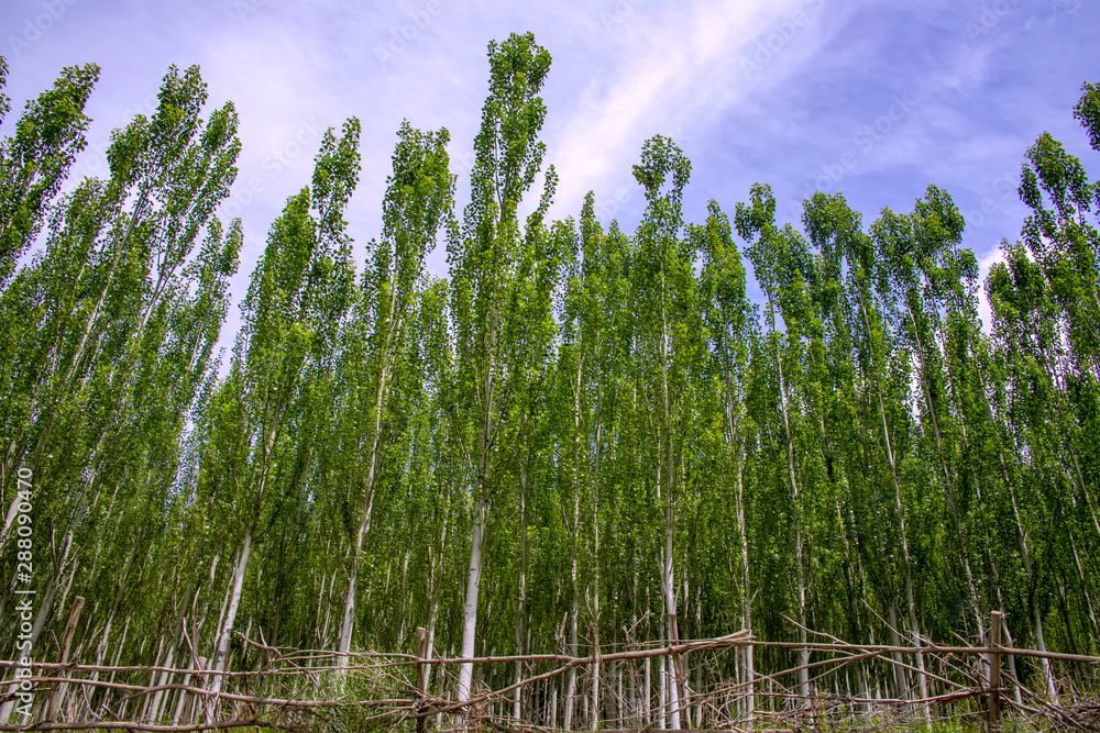 Grove of young poplar trees against a cloudy sky. Traveling in Kyrgyzstan Grove of young poplar trees against a cloudy sky. Traveling in Kyrgyzstan