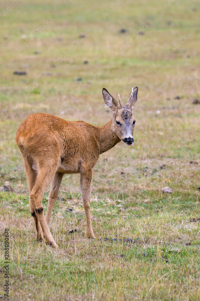 Young roe deer buck in a meadow Young roe deer buck in a meadow
