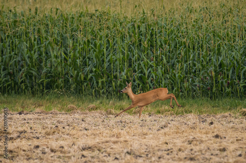 Fototapeta Naklejka Na Ścianę i Meble -  Roe deer running in a field