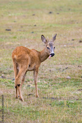 Wallpaper Mural Young roe deer buck with its tongue out Torontodigital.ca