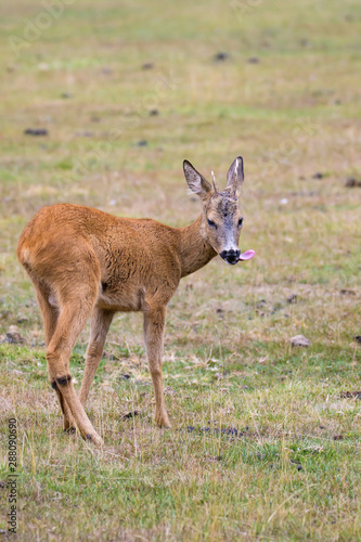 Young roe deer buck with its tongue out