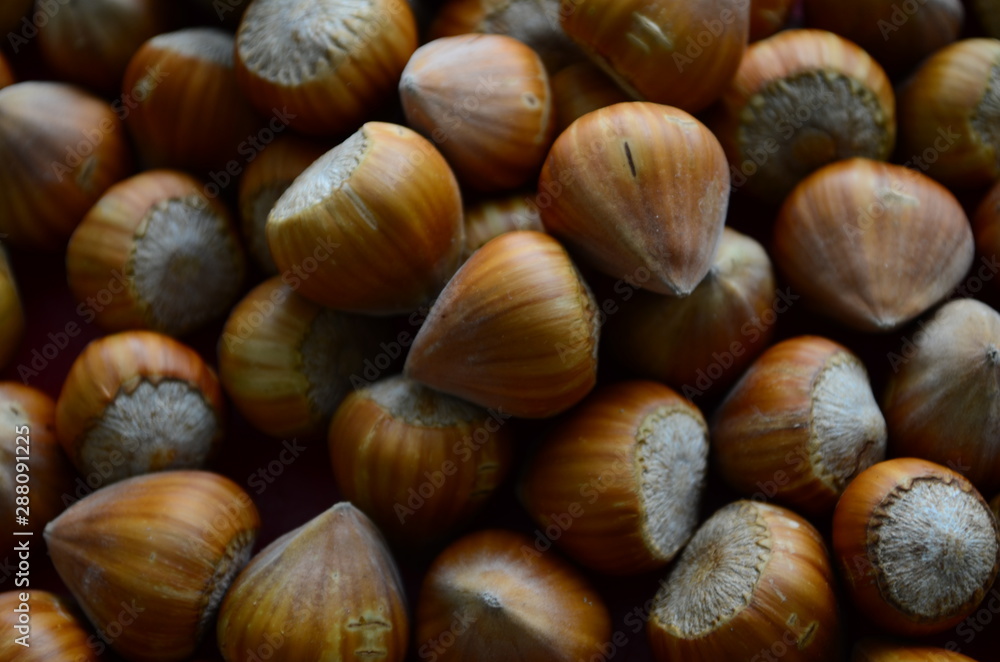 ripe collected hazelnuts on a table close up ripe collected hazelnuts on a table close up