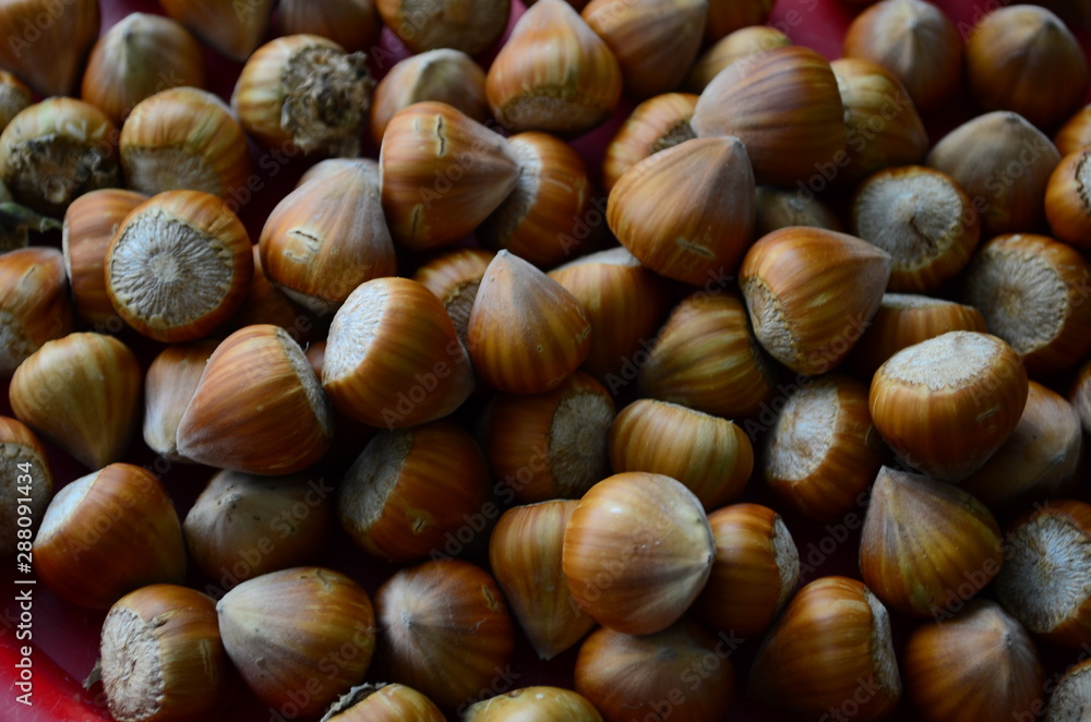ripe collected hazelnuts on a table close up ripe collected hazelnuts on a table close up