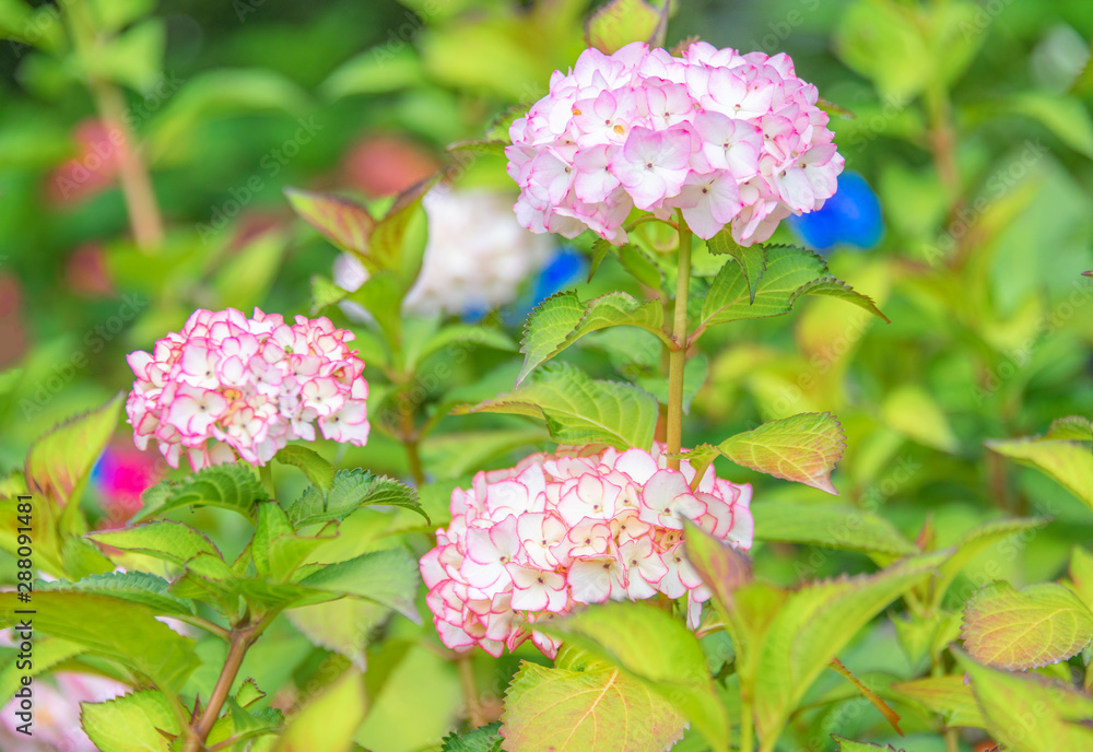 Close-up of colorful hydrangeas in the garden Close-up of colorful hydrangeas in the garden