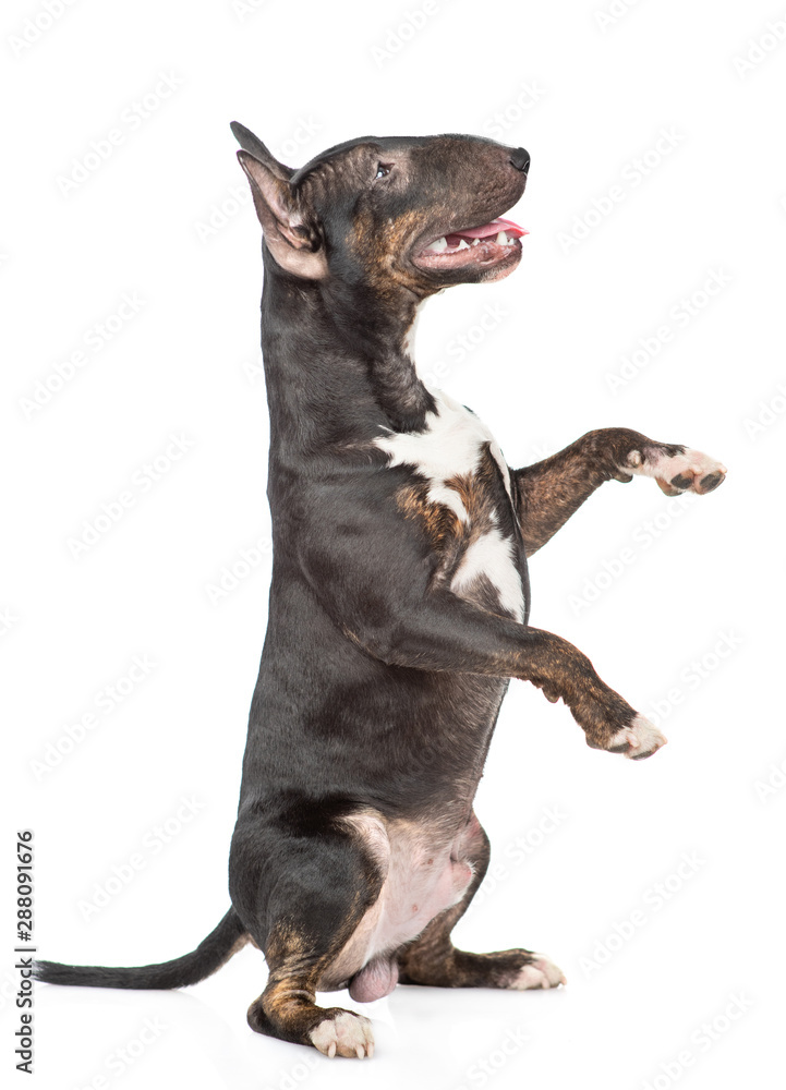 Miniature bull terrier dog standing on hind legs in profile. Isolated on white background Miniature bull terrier dog standing on hind legs in profile. Isolated on white background