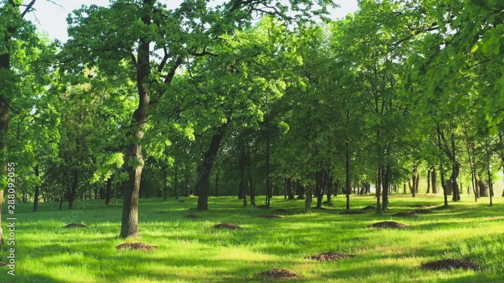 Oaks trees with green foliage in a summer park Oaks trees with green foliage in a summer park