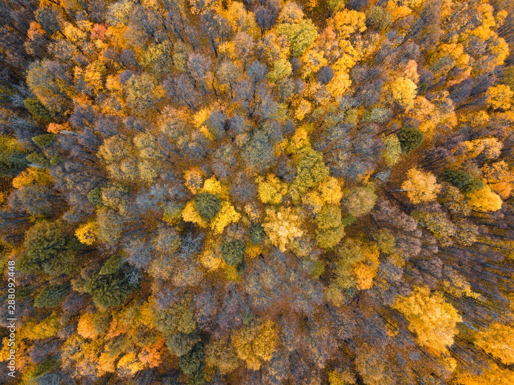 Autumn forest aerial drone view. Autumn forest aerial drone view.