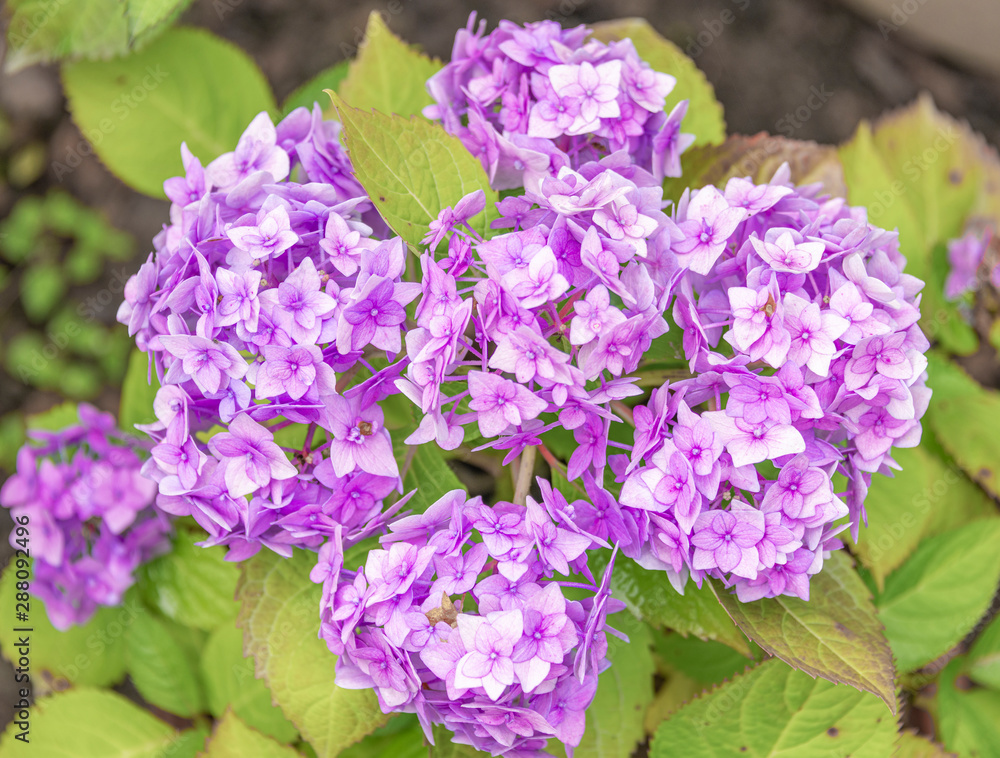 Close-up of colorful hydrangeas in the garden Close-up of colorful hydrangeas in the garden