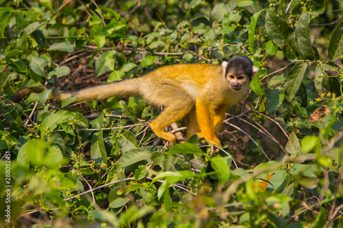 The mono amarillo chichi monkey