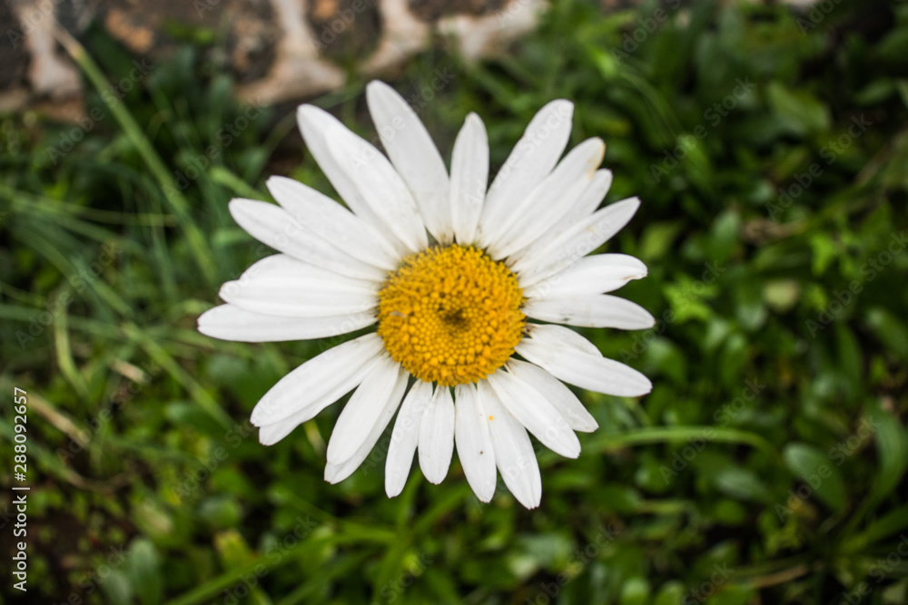 Flower white and yellow color with details Flower white and yellow color with details
