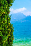 cypress on a bank of the Garda lake in Italy