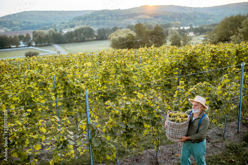 Φωτογραφία Senior winemaker walking with freshly picked up grapes on the vineyard, wide lan