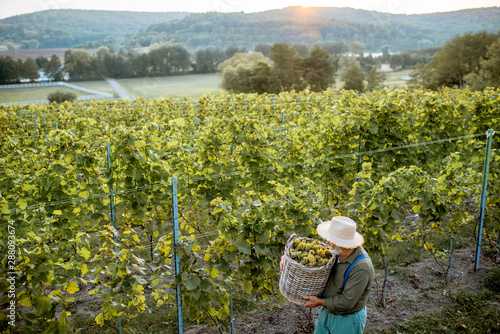 Senior winemaker walking with freshly picked up grapes on the vineyard, wide landscape view from above on a sunset © rh2010
