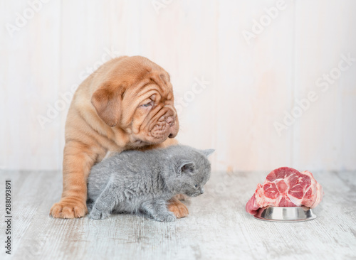 Fototapeta Naklejka Na Ścianę i Meble -  Cute baby kitten sitting with mastiff  puppy on the floor at home and looking at piece of raw meat