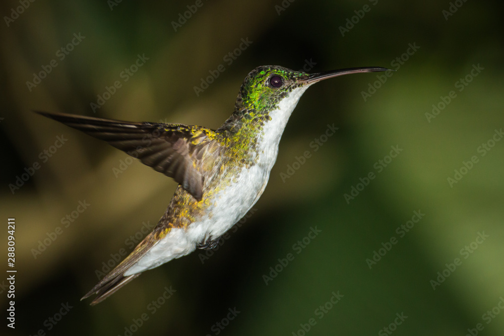 Fototapeta premium Hummingbird