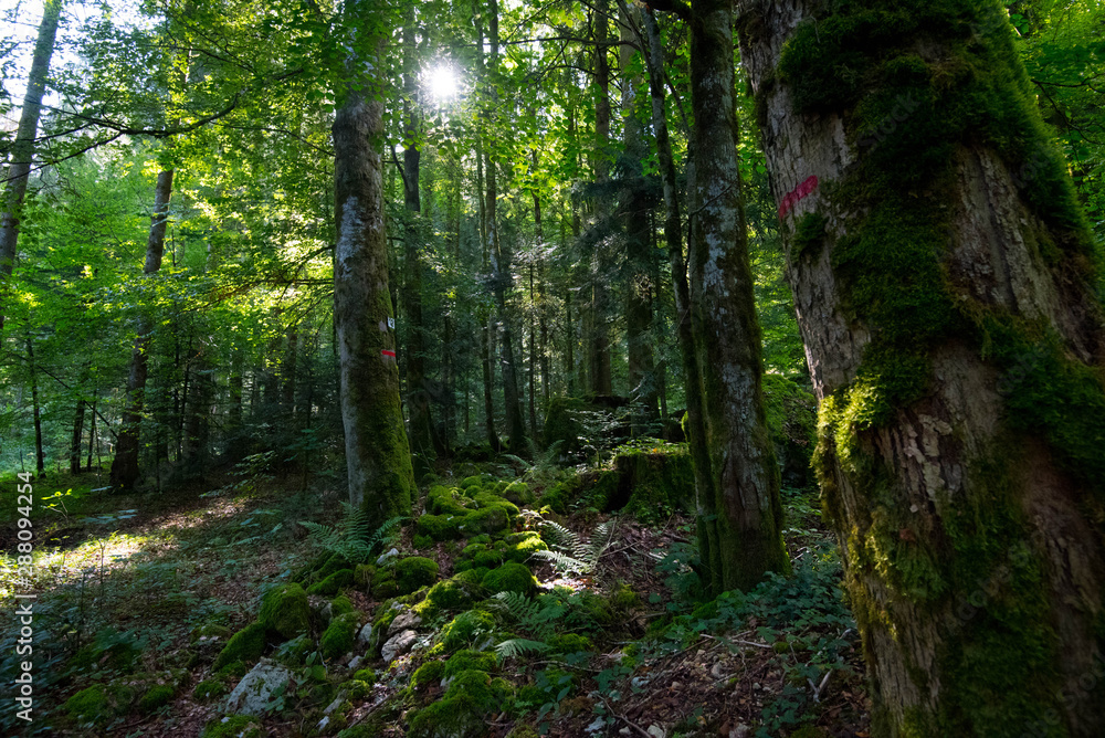 Uriger Wald im Franche Comté in Frankeich Uriger Wald im Franche Comté in Frankeich