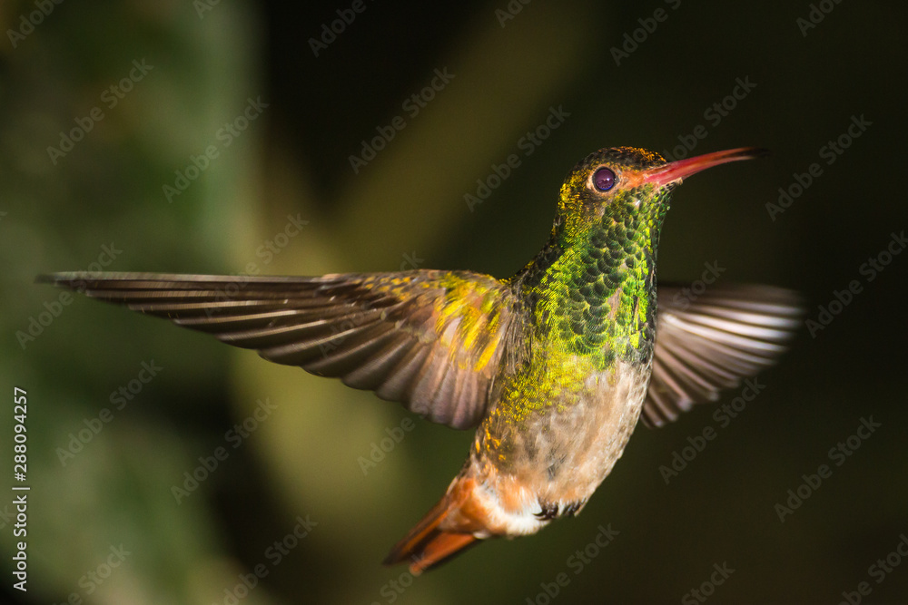 Fototapeta premium Hummingbird