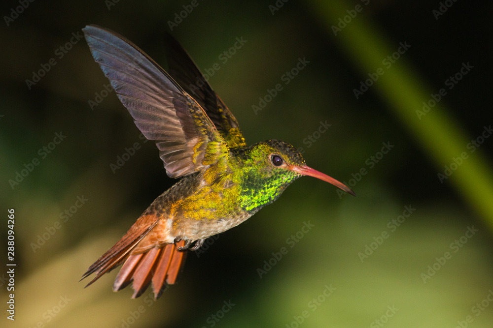 Fototapeta premium Hummingbird