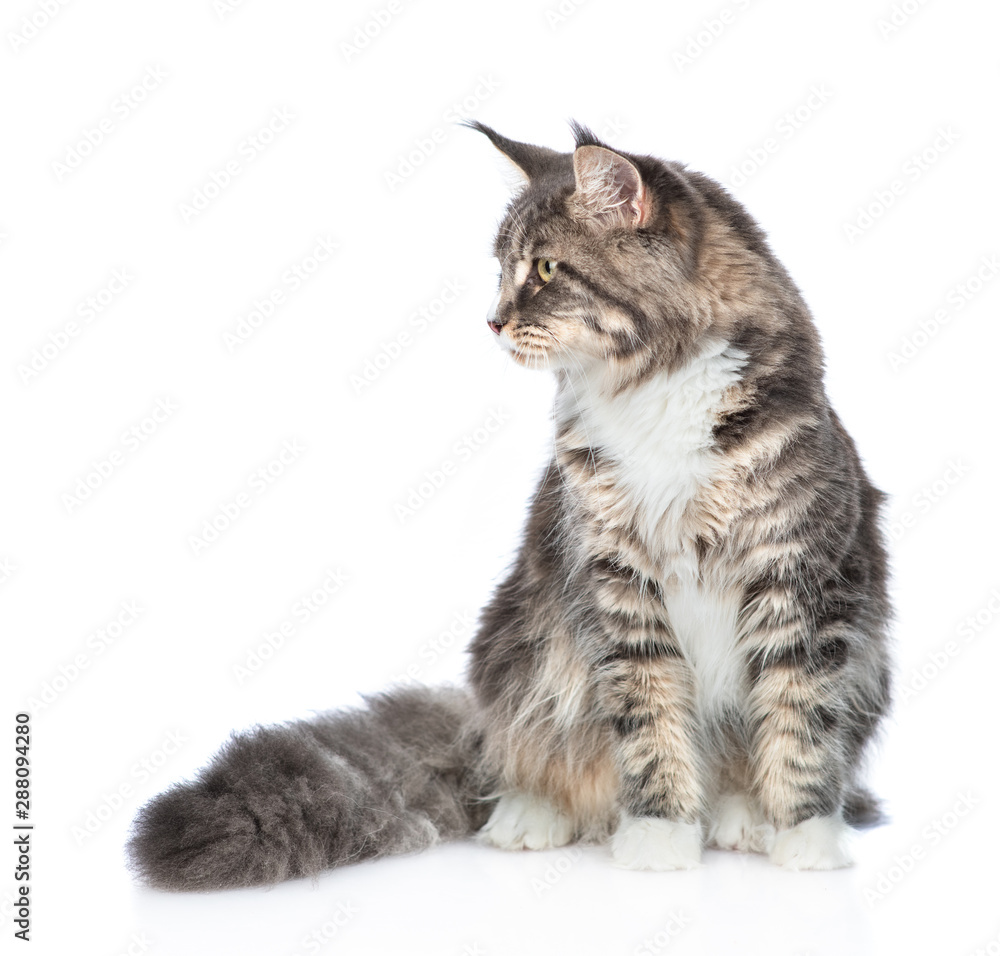 Adult maine coon cat sitting in front view and looking away on empty space. isolated on white background