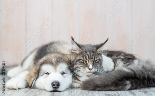 Flap-eared alaskan malamute puppy embracing adult maine coon cat at home
