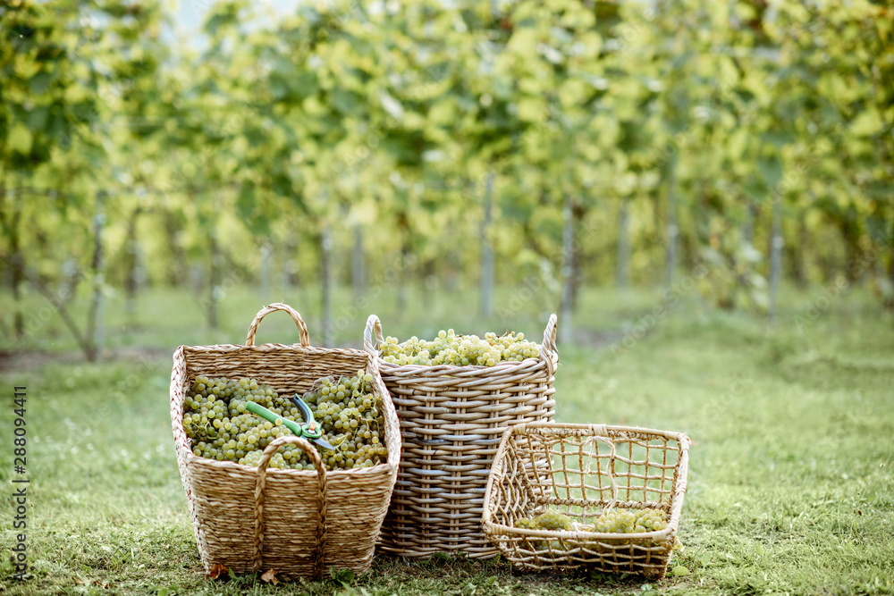 Wicker baskets full of freshly picked up white grapes on the grass, harvesting fresh crop on the vineyard Wicker baskets full of freshly picked up white grapes on the grass, harvesting fresh crop on the vineyard