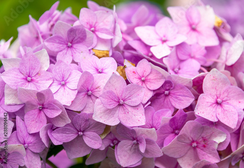 A close-up of bright and beautiful hydrangea petalpetals