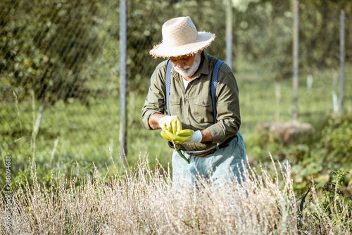 Senior well-dressed man picking up watercress seeds on an organic vegetable garden outdoors. Concept of growing organic products and active retirement