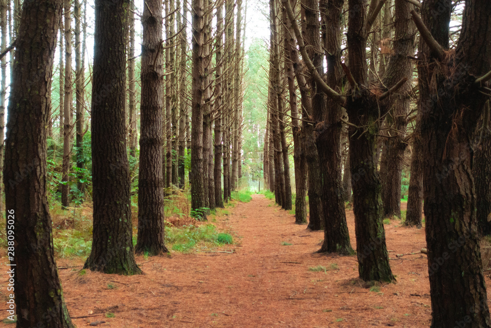 Pine Tree forest 