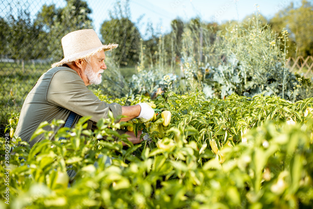 Senior well-dressed man picking up fresh peppers on an organic garden during the sunset. Concept of growing organic products and active retirement Senior well-dressed man picking up fresh peppers on an organic garden during the sunset. Concept of growing organic products and active retirement