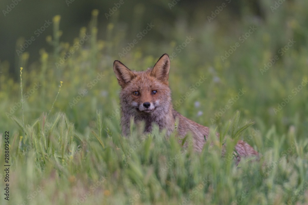 Fototapeta premium Vulpes vulpes