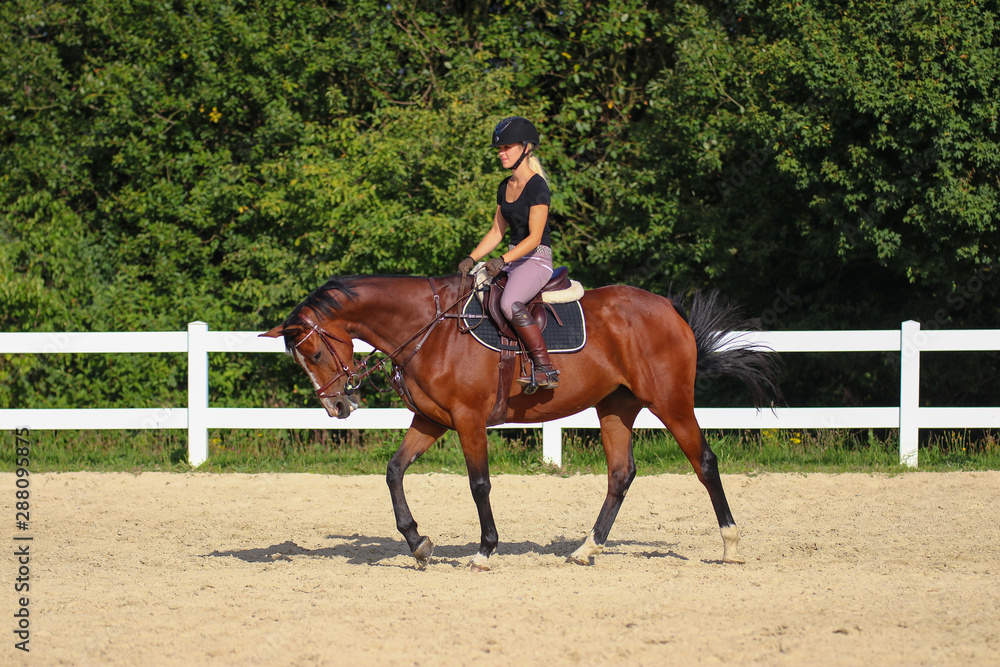 Horse with his young blond horsewoman riding in the riding arena in the sunshine..