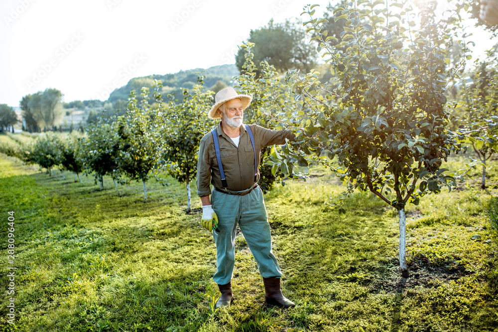 Senior well-dressed man as a gardener taking care of trees in the beautiful apple orchard on a sunny evening. Concept of fruit gardening on retirement age