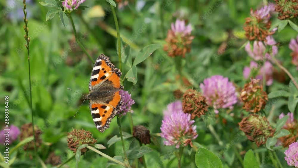 The butterfly a small tortoiseshell eats nectar on a clover flower. The butterfly a small tortoiseshell eats nectar on a clover flower.