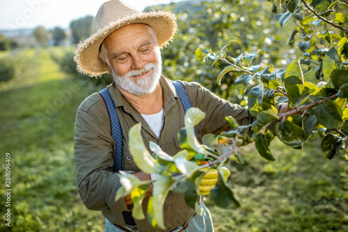 Senior well-dressed man as a gardener pruning branches of a fruit trees in the apple orchard. Concept of a fruit gardening on retirement age
