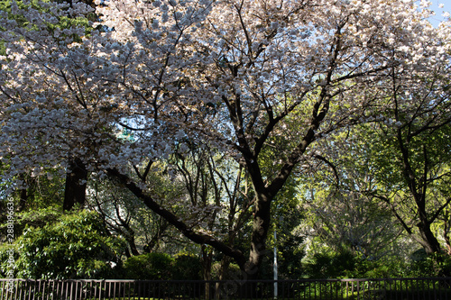 Cherry blossom in Tokyo Parks, April 2019
