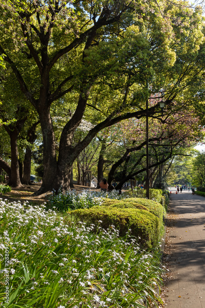 Beautiful spring in Tokyo Park. 2019. Japan