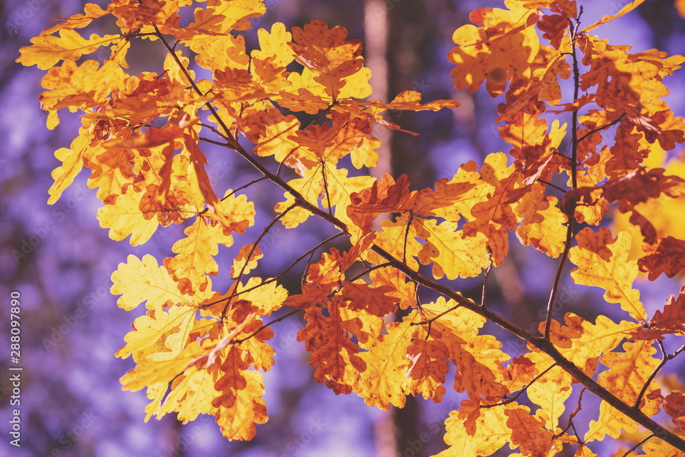 Oak branch with orange leaves in the forest in autumn. Nature background Oak branch with orange leaves in the forest in autumn. Nature background