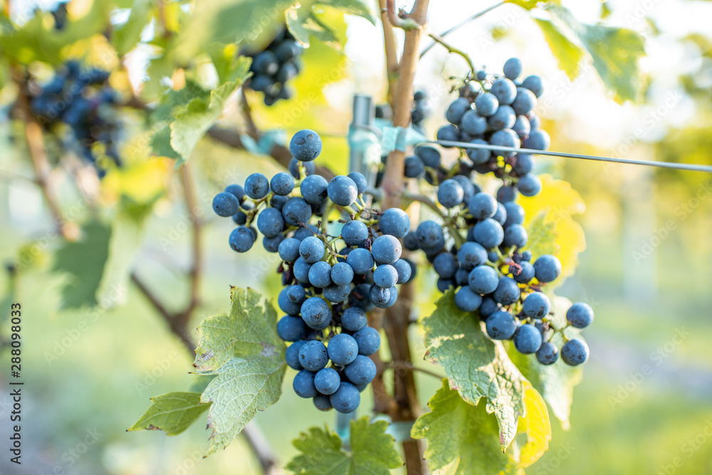 Grapes growing on the vineyard, close-up view