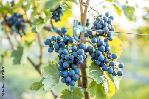 Grapes growing on the vineyard, close-up view