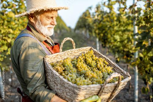 Photos Portrait of a senior well-dressed winemaker with basket full of freshly picked u