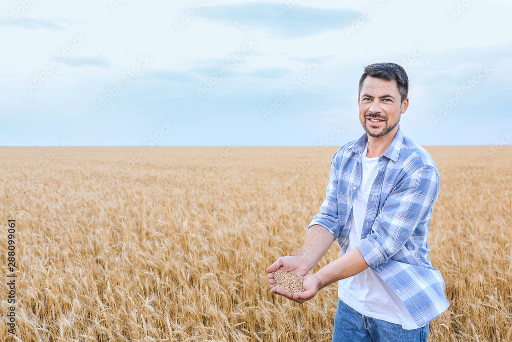 Male farmer with heap of wheat grains in field Male farmer with heap of wheat grains in field
