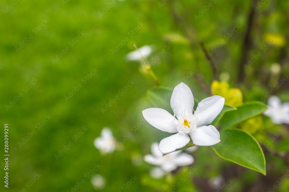 White stephan otis flower