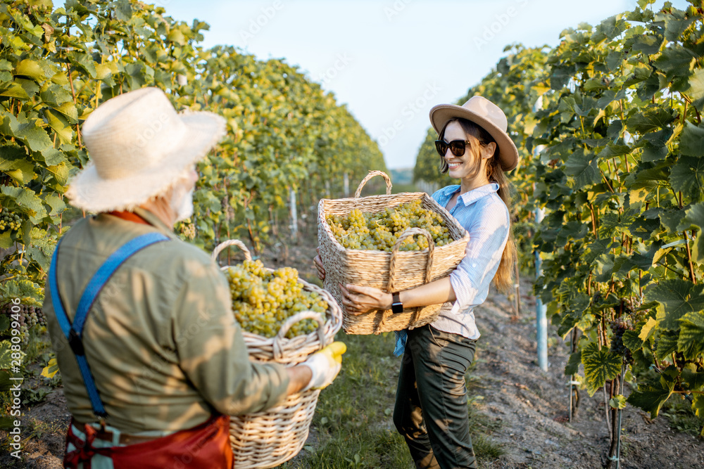 Fototapeta premium Senior man with young woman carrying baskets full of freshly picked up wine grapes on the vineyard, harvesting fresh crop on a sunny evening. Family business concept