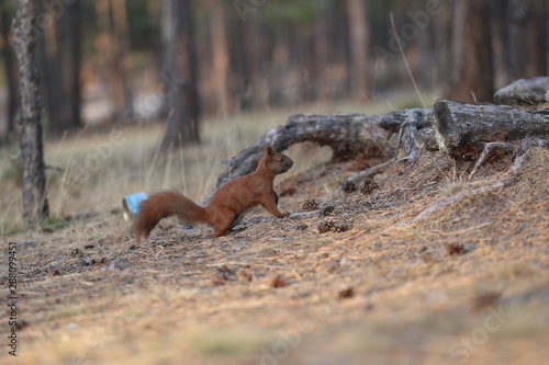 red squirrel