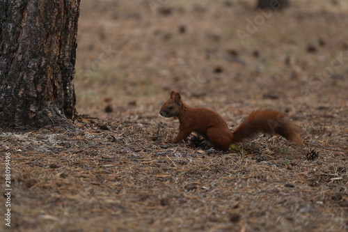 squirrel on tree