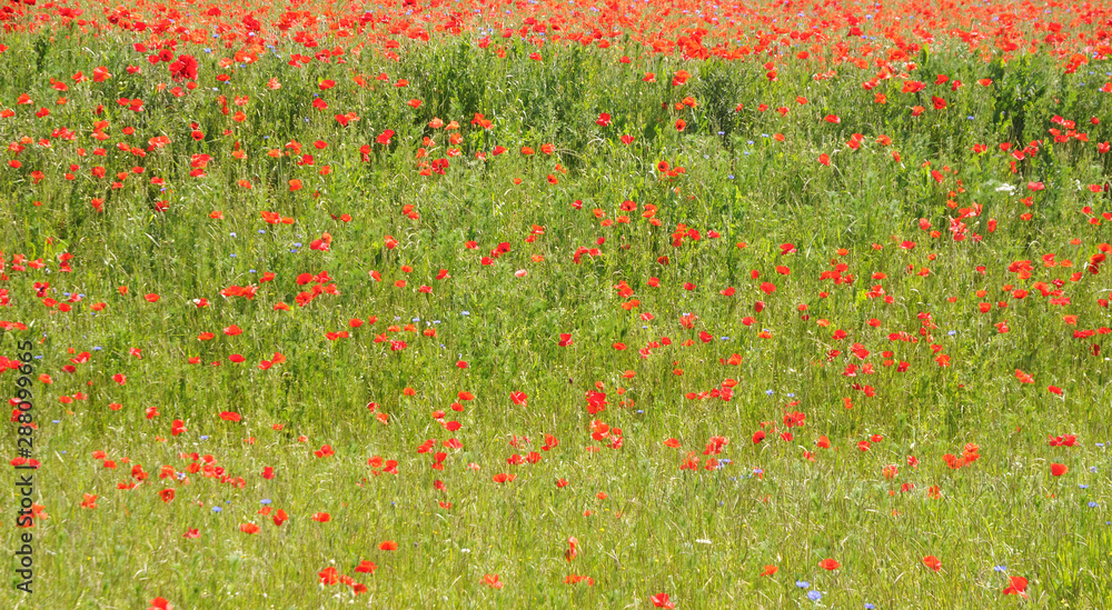 meadow with red poppies and blue cornflowers