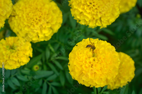Tagetes erecta flowers with honey bee in the garden.
